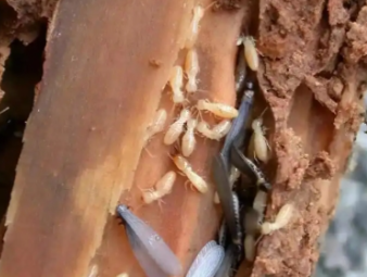 张家界白蚁防治公司分享雨季白蚁飞蚁集中入户，应急处理与长效防虫方案
